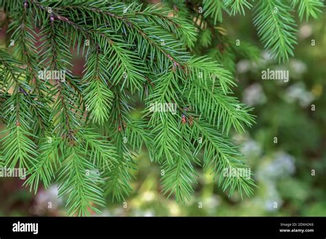 Christmas tree branches pine nature Stock Photo - Alamy