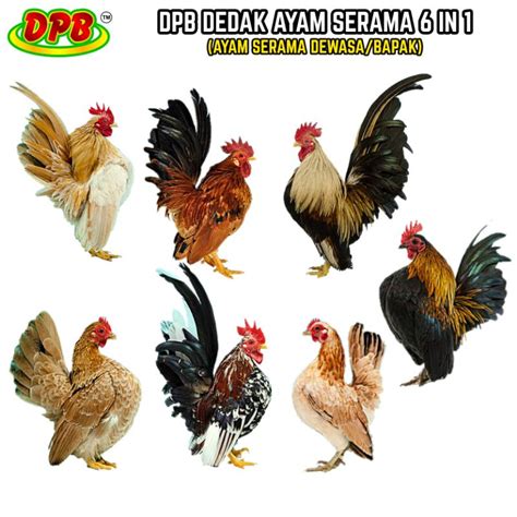 Anakan Ayam Serama