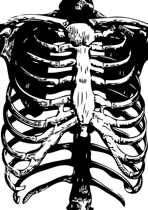 Rib Cage Heart Drawing Clipart