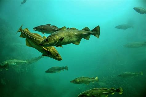 Angeln auf Rügen Tipps für Dorsch Plattfisch Lachs Forelle