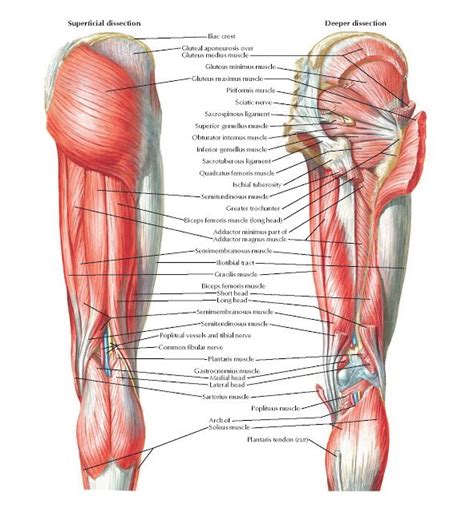 Muscles Of Hip And Thigh Posterior Views Anatomy Superficial