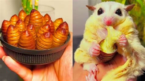 Sugar Glider Eating Worms Cheese Bugs Sugar Glider Asmr Eatingcute