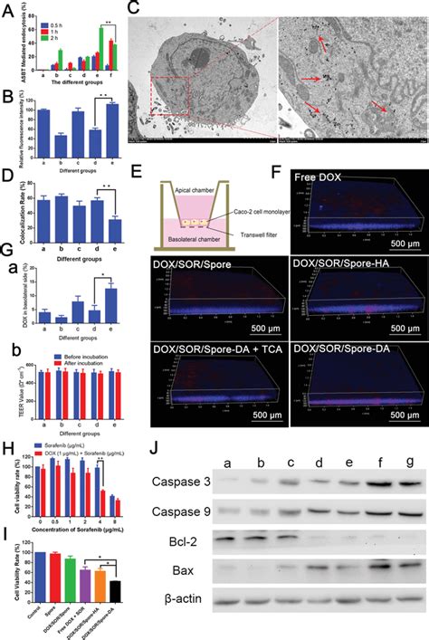 Caco2 Cellular Uptake Transepithelial Transport And Tumor