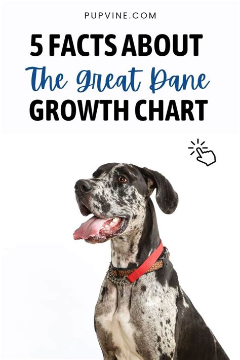 Great Dane Growth Chart A Guide To Gentle Giants Size Great Dane