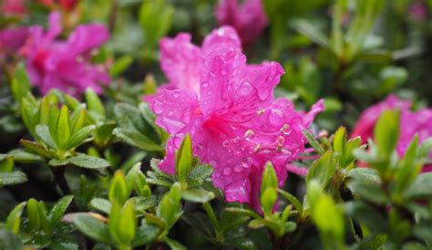 Watering Azaleas Plant Addicts