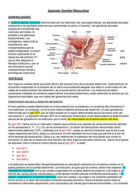 Aparato Genital Masculino Las Sexuales Accesorias Comprenden Las