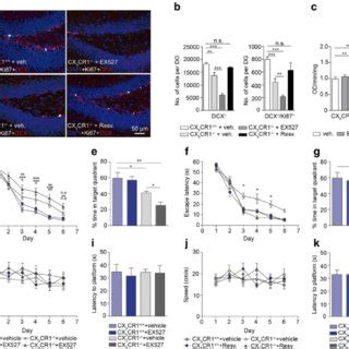 Activation Of Microglial Sirt Increases Proliferation Of Dcx Cells