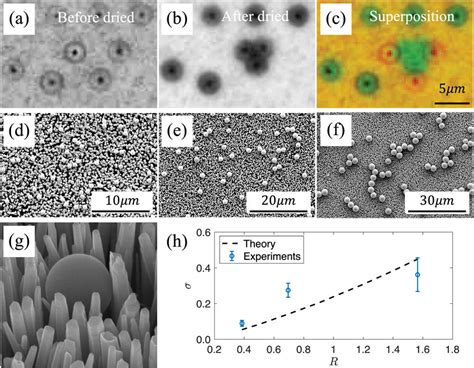 Snapshots Of The Particle Evolution And Distribution On The