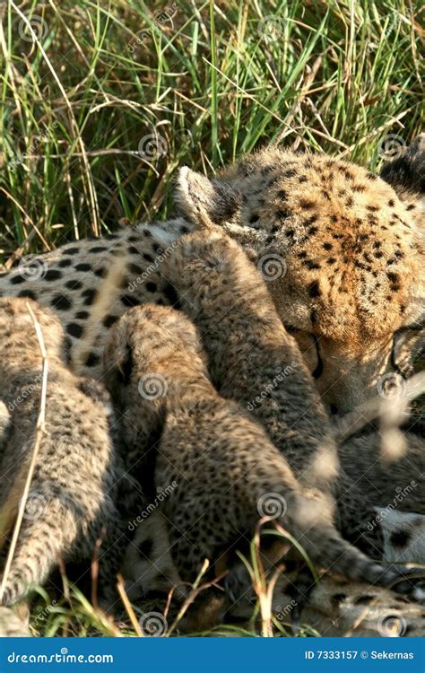 Cheetah Mother And Cub Stock Photo | CartoonDealer.com #18949746