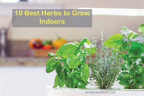 10 Best Herbs To Grow Indoors Mcg Biomarkers