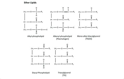 Chemical Structure Of Alkyl Alkenyl And Mono Alkyl Ether Lipids