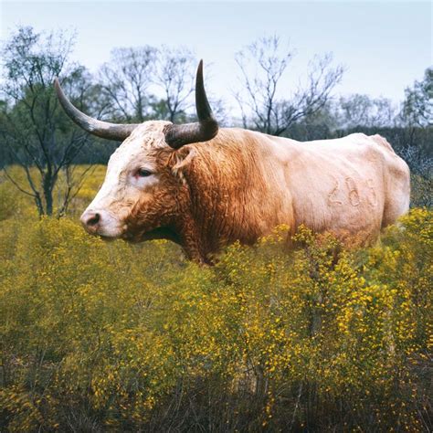 Longhorn Cattle Abilene State Historical Park Texas In 2022