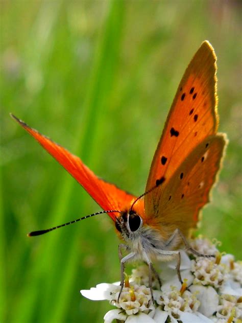 Sommerfuglbloggen Nordic Butterflies Oransjegullvinge Lycaena