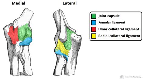 Diagram Of Elbow Tendons And Ligaments