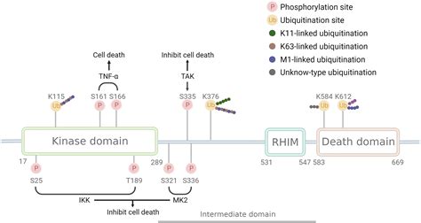 Frontiers Ripk1 In The Inflammatory Response And Sepsis Recent