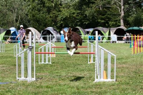 Agility Parcours für Anfänger Spaß Bewegung und Hundetraining