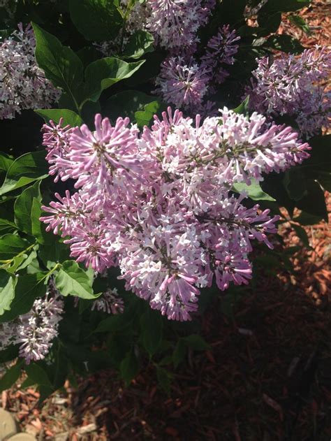 My mini lilac bush. | Lilac bushes, Backyard inspiration, Lilac