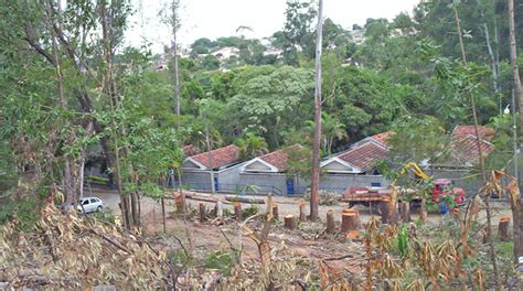 Poda De árvores Em Bh Com Segurança Capacitação E Autorização Da