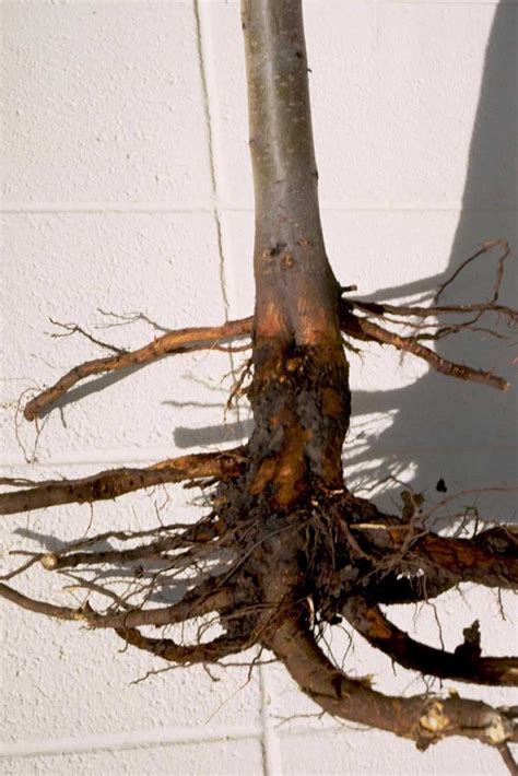 How To Identify Prevent And Treat Crown Rot Gardeners Path