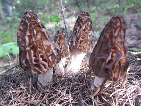 Wild Mushrooms Pacific Northwest Wild Mushrooms