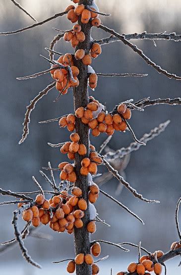 Sea Berry Bush | Portland Nursery