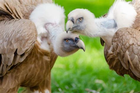 Vulture Symbolism (8 Surprising Meanings)