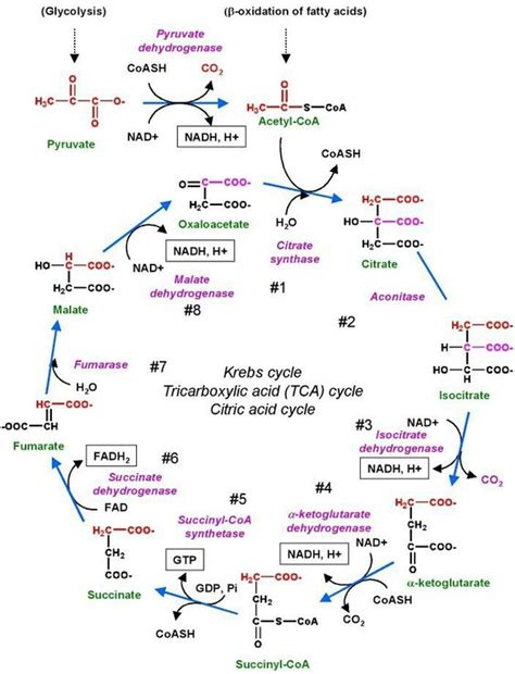 Lección 9 1 La mitocondria y el ciclo de Krebs BIOLOCUS