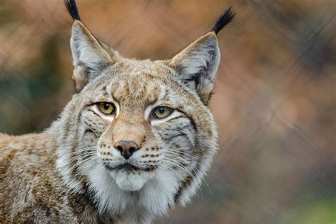 Alpenzoo Innsbruck Tirol Kimapa