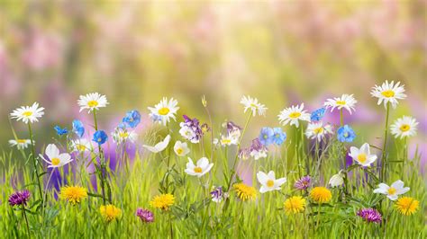 Spring Flowers Fields Wallpapers Wallpaper Cave