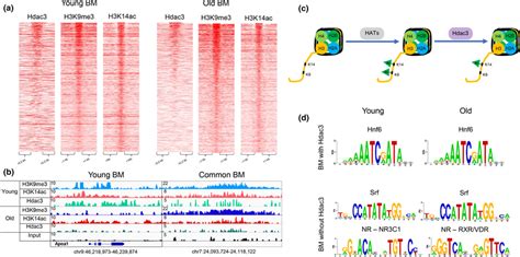 Hdac Occupies H K Me H K Ac Bivalent Regions A Heatmaps Showing