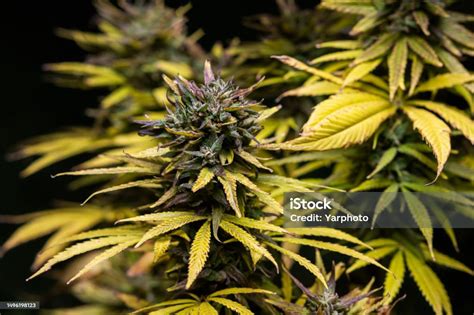 marijuana cannabis flower bud background stock photo  image