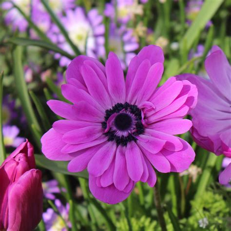 An Mone De Caen The Admiral Anemone Coronaria Fleurs Doubles Roses