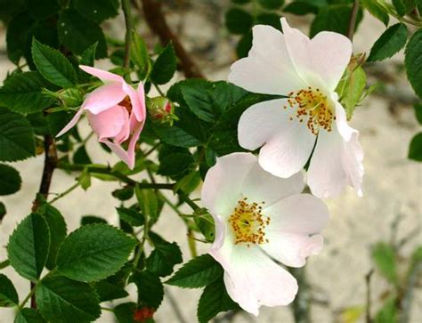 Rosa Canina Dog Rose Identification Distribution Habitat