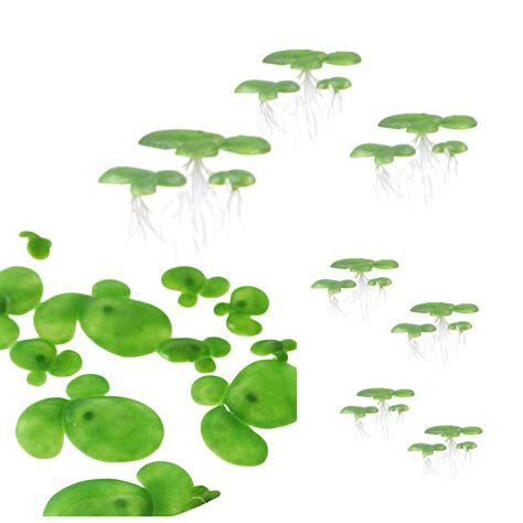 Artificial Floating Duckweed 18 Pack Invertaquatics