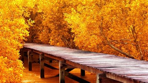 Autumn Yellow Trees HD Wallpaper - WallpaperFX