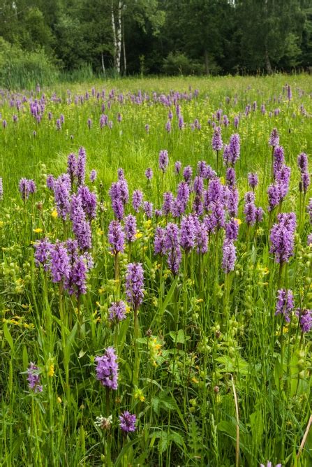 Whisby Lincolnshire Wildlife Trust