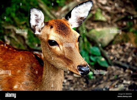 Deer on Miyajima Stock Photo - Alamy