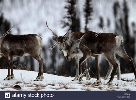 Porcupine Caribou Herd High Resolution Stock Photography and Images - Alamy