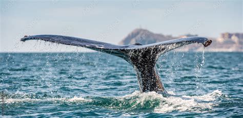 Tail fin of the mighty humpback whale above surface of the ocean ...