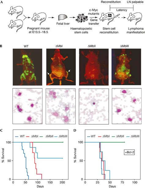 An Anti Apoptotic Function For Myc Is Important For Lymphomagenesis In