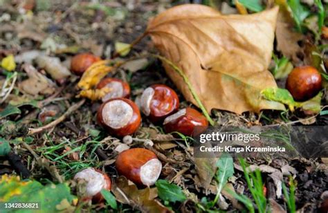 Buckeye Background Photos And Premium High Res Pictures Getty Images