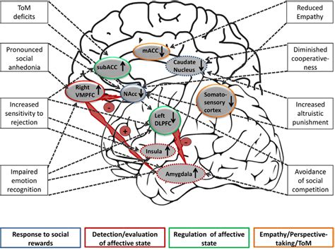 Schematic Model For The Neural Basis Of Social Impairments The Figure