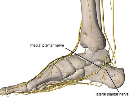 Baxter's Neuropathy - Academy of Clinical Massage