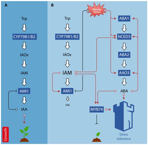 Ijms Free Full Text Do Opposites Attract Auxin Abscisic Acid Crosstalk New Perspectives