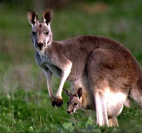 Album Les Kangourous Tout Savoir Sur Les Animaux Et La Nature