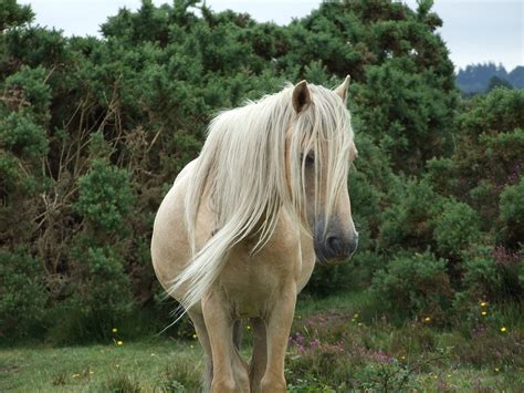 Mare Horse New Forest Pony Green - Free photo on Pixabay - Pixabay