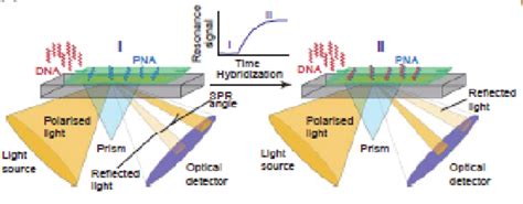 Principle Of Surface Plasmon Resonance Spectroscopy A Label Free Download Scientific Diagram