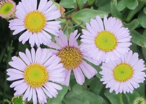 Erigeron Glaucus Wayne Roderick Seaside Daisy