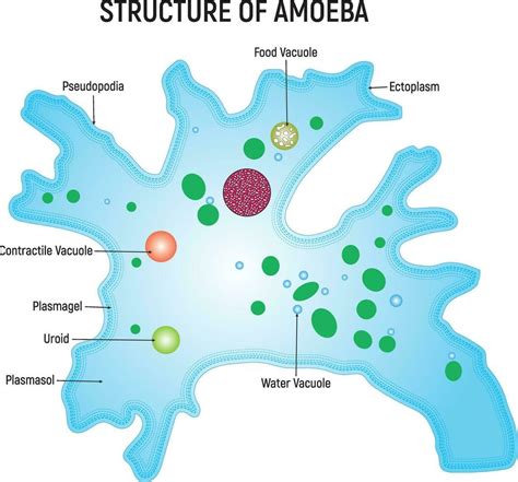 Amoeba Diagram In Color