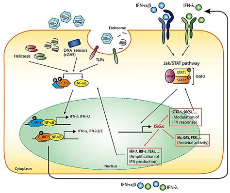 Ifn Signaling Pathway